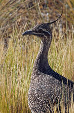 Tinamou élégant