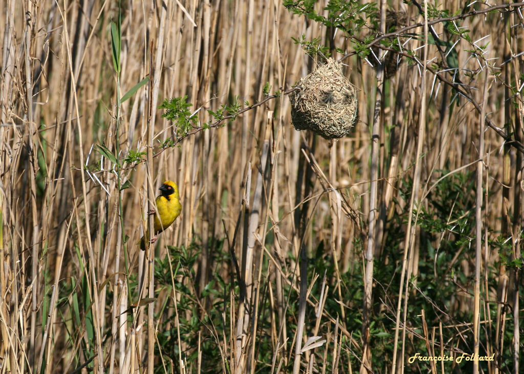 Tisserin à tête rousse mâle adulte, identification