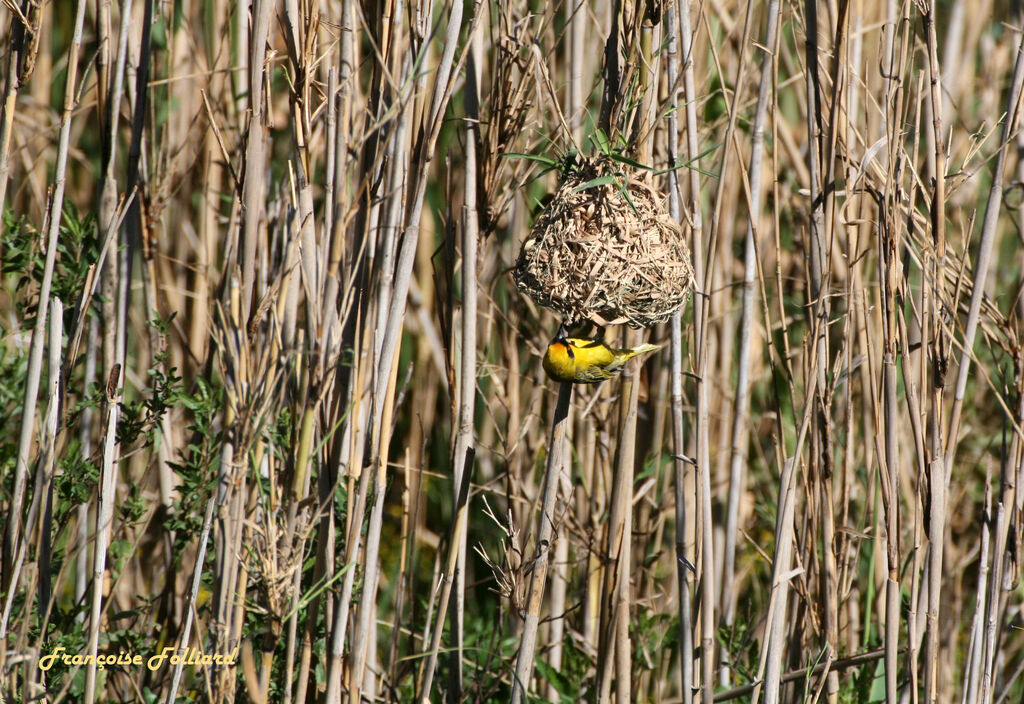 Tisserin à tête rousse mâle adulte, Nidification