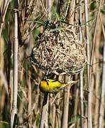 Southern Masked Weaver