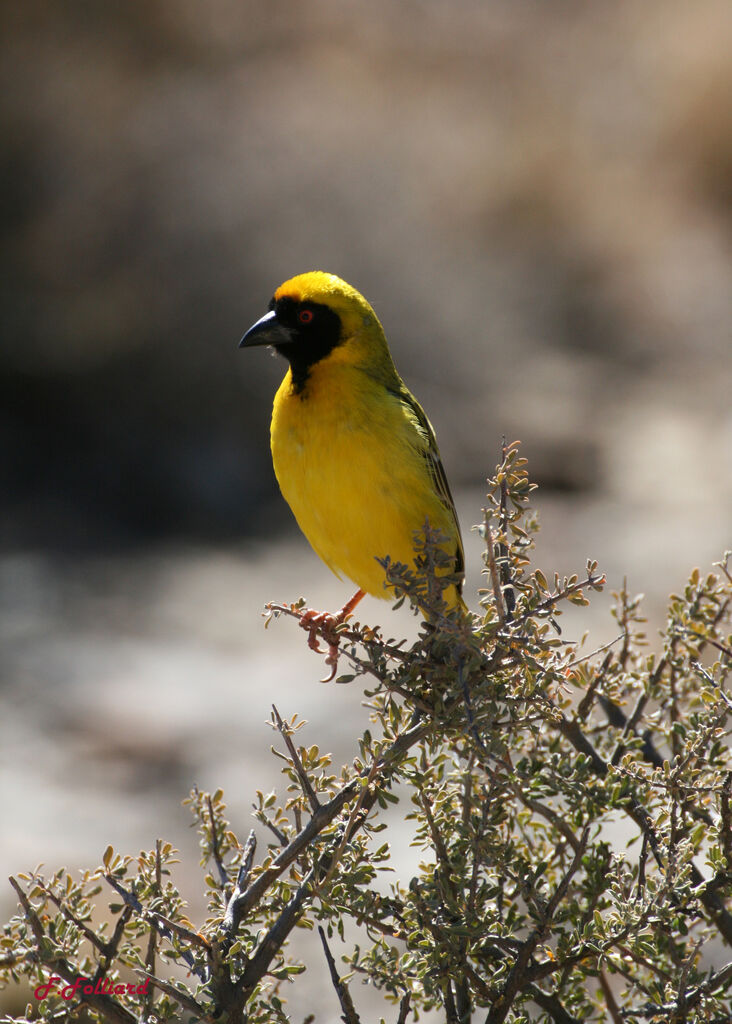 Southern Masked Weaver male adult, identification