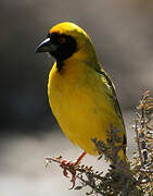 Southern Masked Weaver