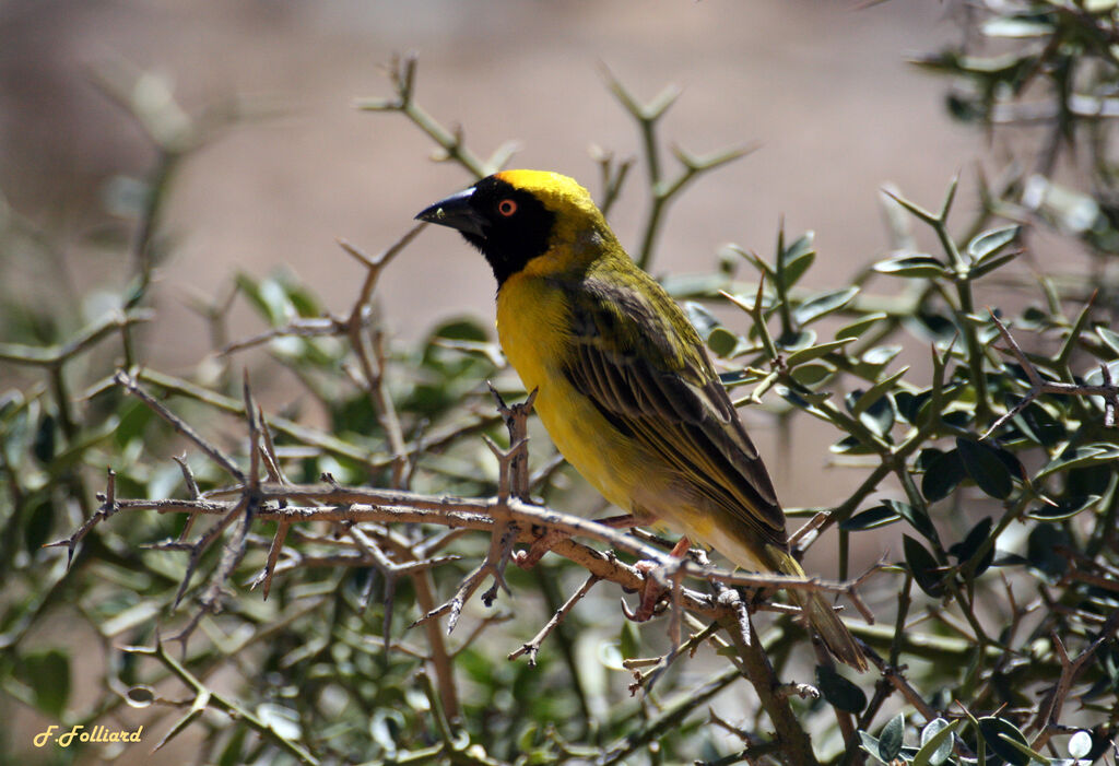 Southern Masked Weaver male adult, identification