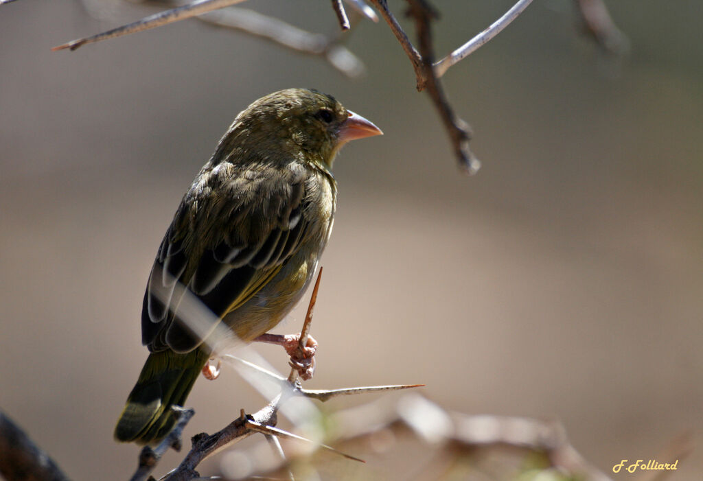 Southern Masked Weaver female adult, identification