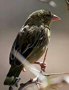 Southern Masked Weaver