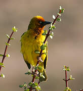 Cape Weaver