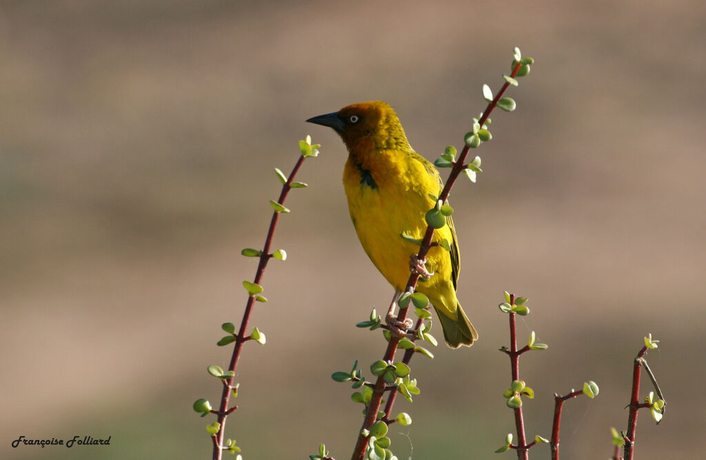 Cape Weaver male adult, identification