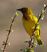 Cape Weaver