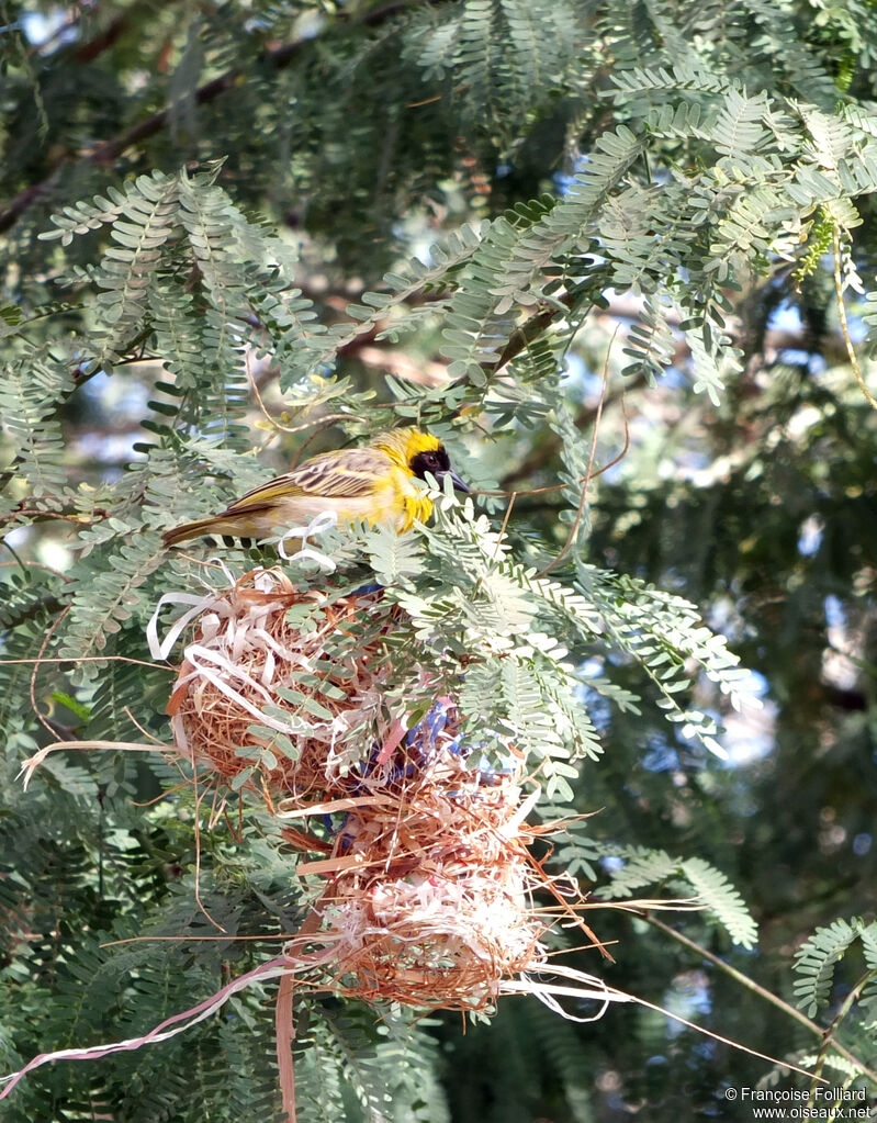 Little Weaver, habitat