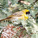 Tisserin minule