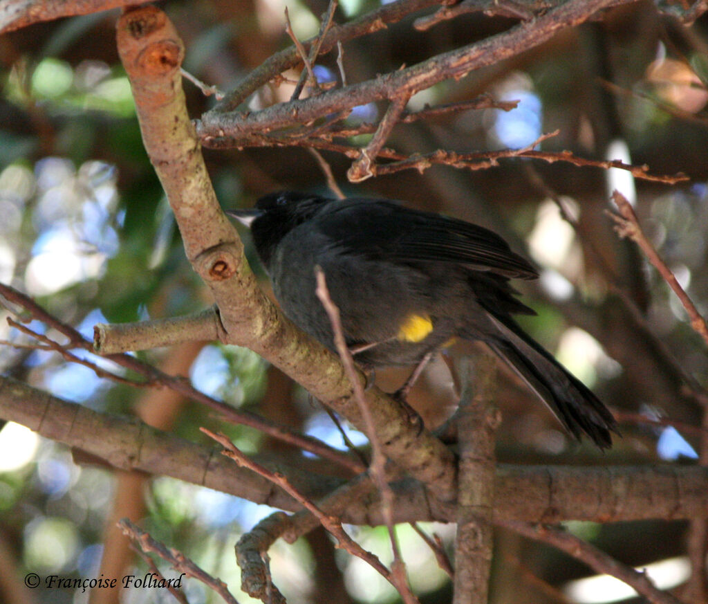 Yellow-thighed Brushfinchadult, identification