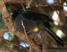 Yellow-thighed Finch