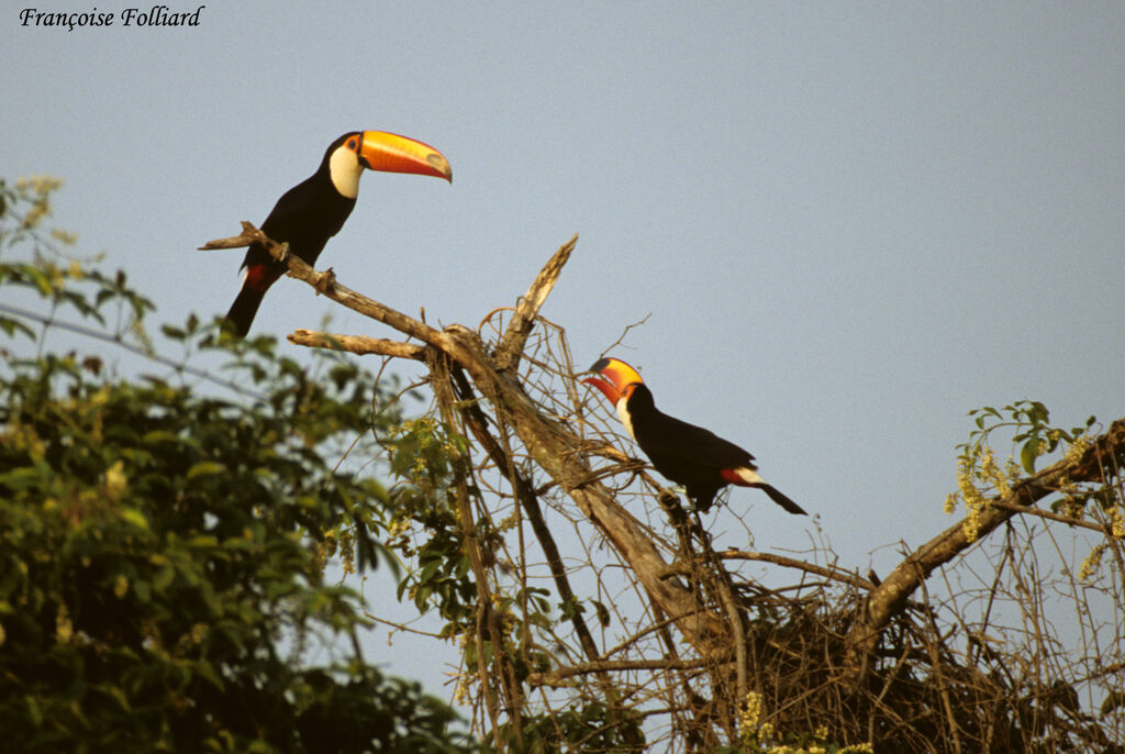 Toco Toucan , identification, Behaviour