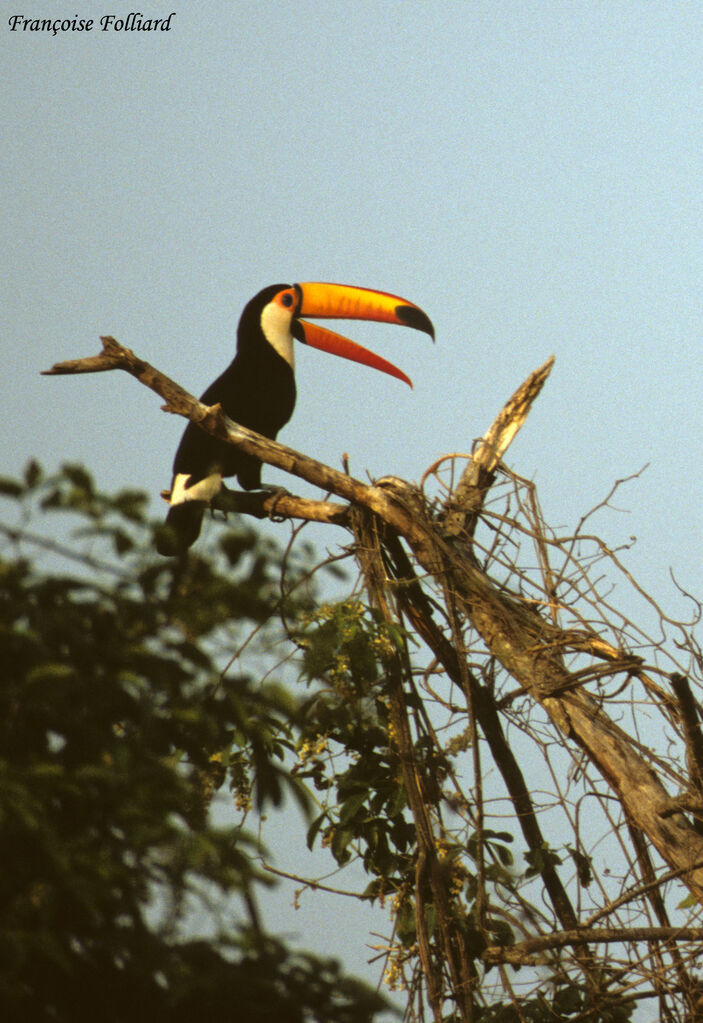 Toco Toucanadult, identification