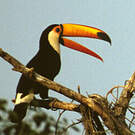 Toucan toco