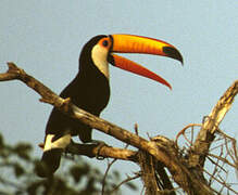 Toucan toco