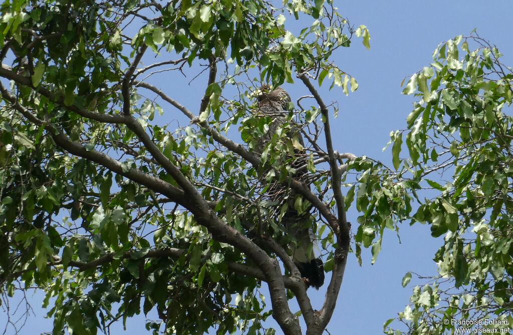 Eastern Plantain-eater