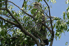 Eastern Plantain-eater