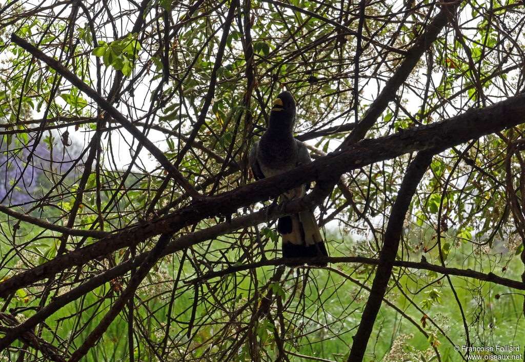 Eastern Plantain-eater