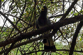 Eastern Plantain-eater