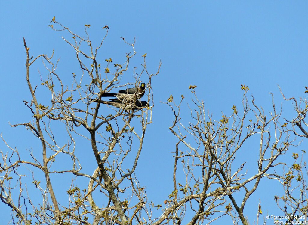 Western Plantain-eater