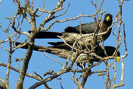 Western Plantain-eater