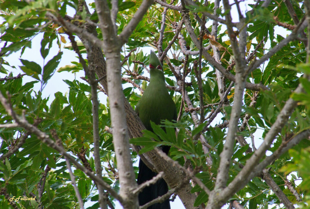 Touraco louriadulte, identification