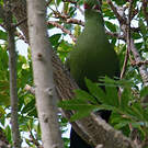 Touraco louri