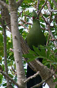 Knysna Turaco