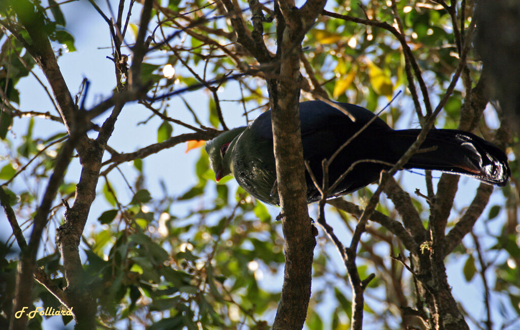 Touraco louriadulte, identification