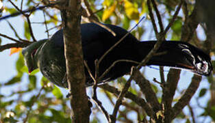 Knysna Turaco