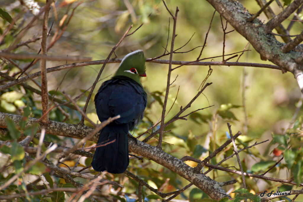 Touraco louriadulte, identification