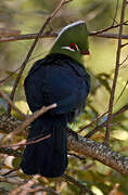 Knysna Turaco