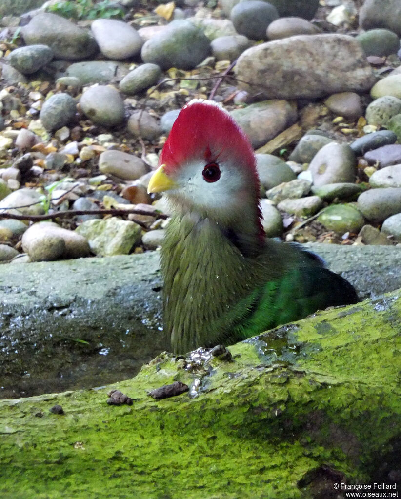 Red-crested Turaco, identification