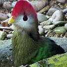 Touraco pauline
