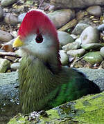 Red-crested Turaco