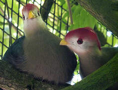 Red-crested Turaco