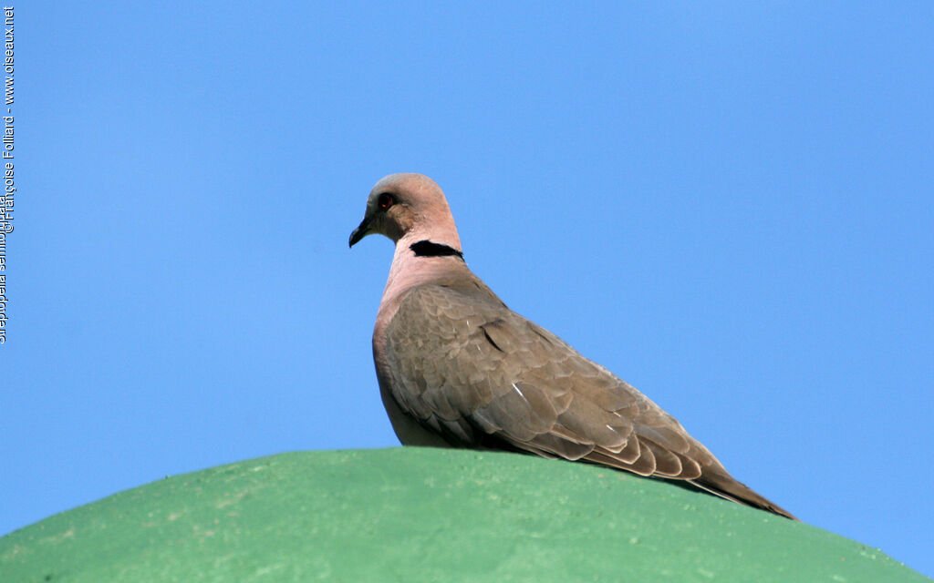 Red-eyed Doveadult, identification