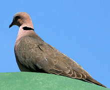 Red-eyed Dove