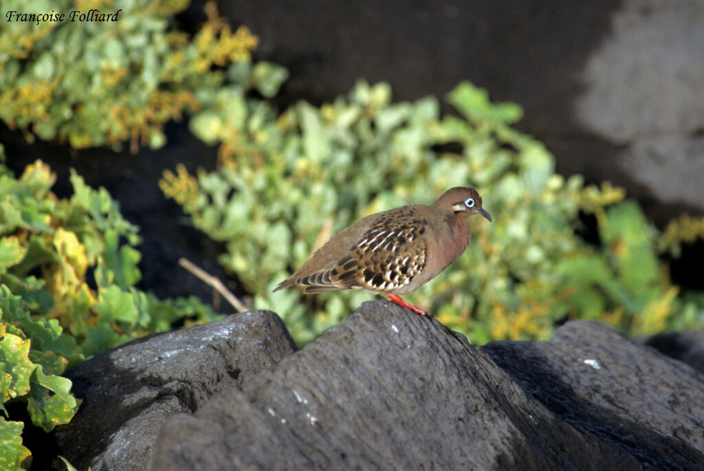 Tourterelle des Galapagosadulte, identification