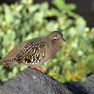 Tourterelle des Galapagos