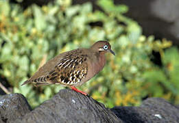 Galapagos Dove