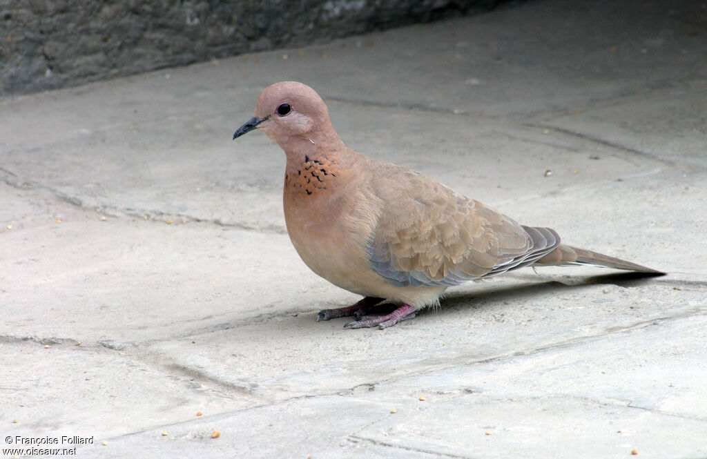 Tourterelle maillée, identification