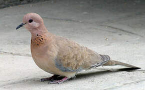 Laughing Dove