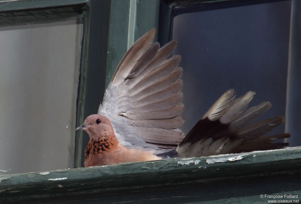 Laughing Dove, identification