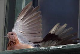 Laughing Dove