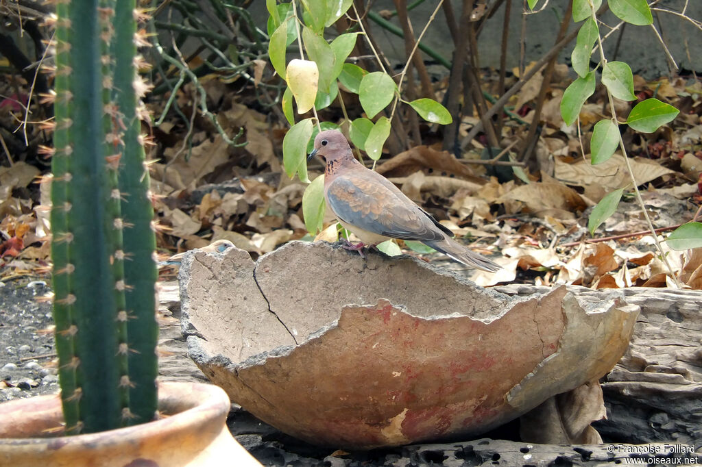 Laughing Dove, identification