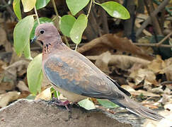 Laughing Dove