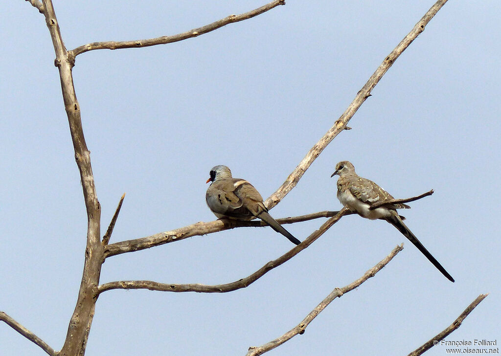 Namaqua Doveadult