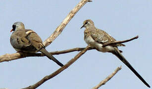 Namaqua Dove